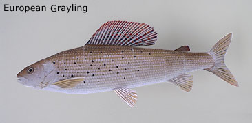 Finished European grayling Paper Craft